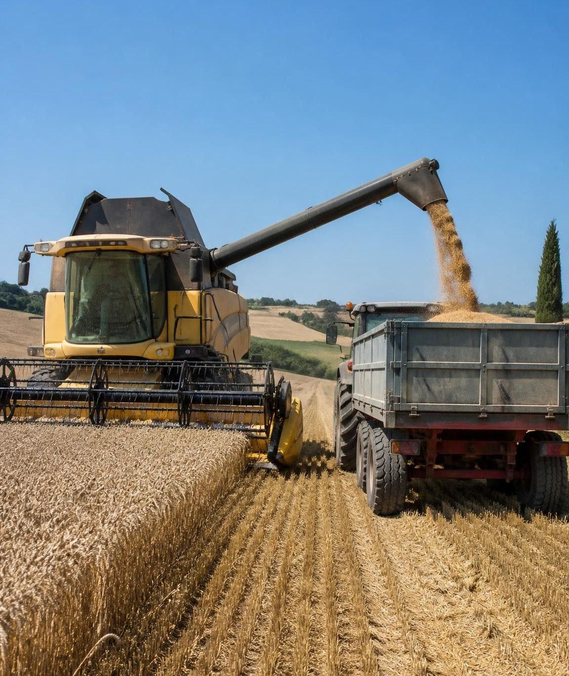 Mietitrebbia durante la raccolta dei cereali